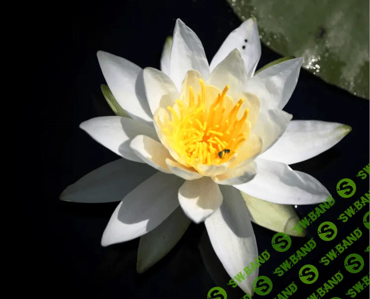 [Константин Шереметьев] Лилия на болоте. Как относиться к мнению окружающих