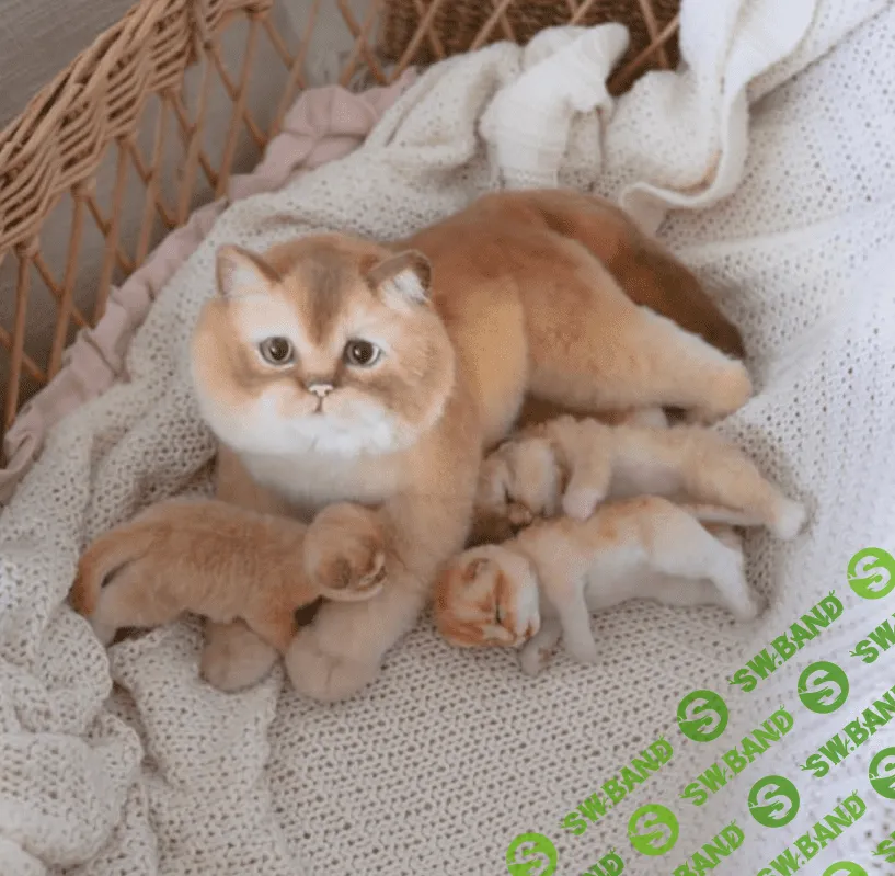 [Куклы] Cat Club. Все о кошках [Home Fellows] [Юлия Зубарева]