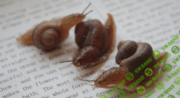 [La FLorterra] Улитка (2020)