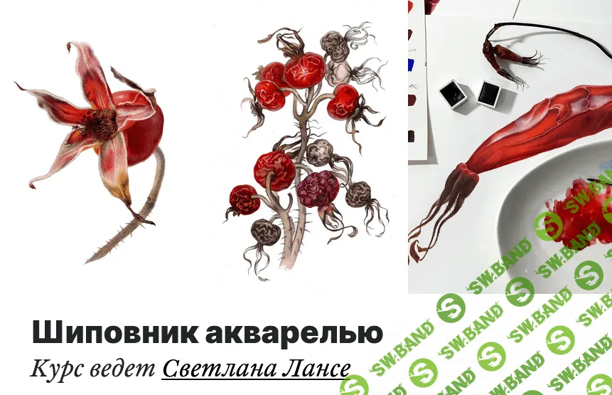 [lectoroom] [Светлана Лансе] Шиповник акварелью (2022)