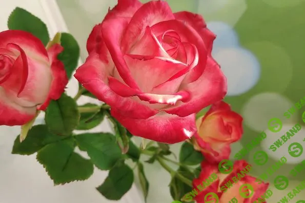 [Лепка] Курс по лепке садовых роз из холодного фарфора [Мария Варганова]