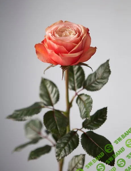 [Лепка] Роза Кахала [Дина Косточка]