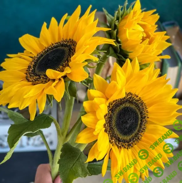 [Лепка] Видеокурс "Подсолнухи" [tanyaflower] [Татьяна Кононова]