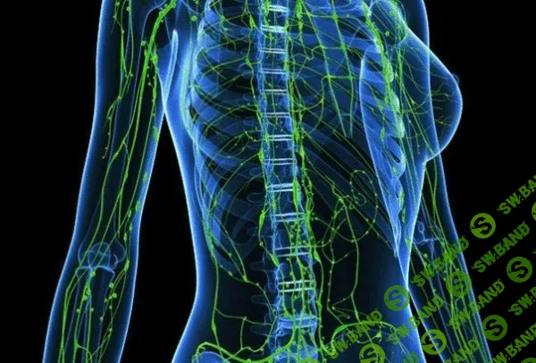 Лимфа — живая вода нашего организма