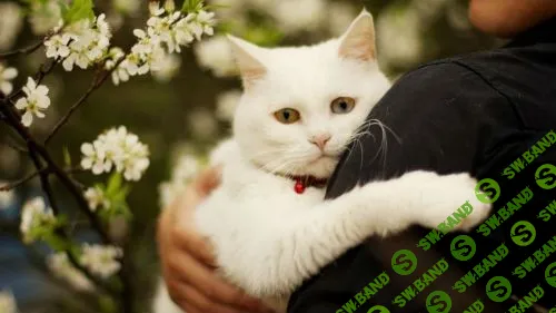 Люди и животные: домашний питомец с пользой для здоровья