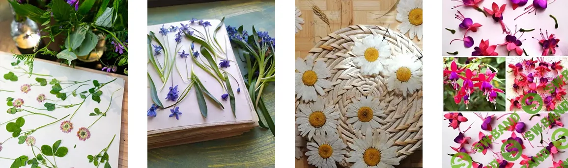 [Людмила Солод] [Artbotanika] Основы правильной засушки (2023)