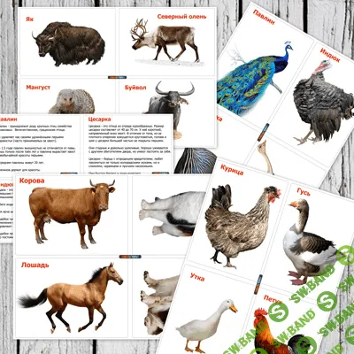 [Mama-print] Карточки Домашние животные - (2017)