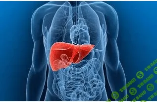 [Маматов А.] Здоровая Печень. День 1