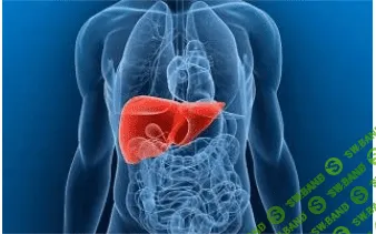 [Маматов А.] Здоровая Печень. День 2