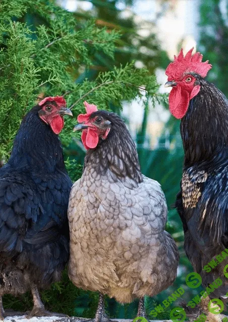 [Марк Пшеничнов] Болезни птиц - Боррелиоз птиц и его профилактика (2023)