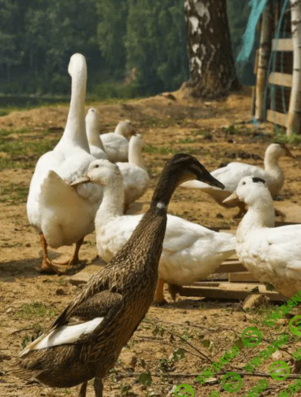 [Марк Пшеничнов] Болезни птиц - Эхинуриоз птиц и его профилактика (2023)