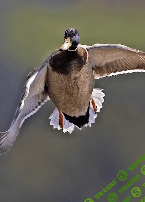 [Марк Пшеничнов] Болезни птиц - Филиколлёз птиц и его профилактика (2023)