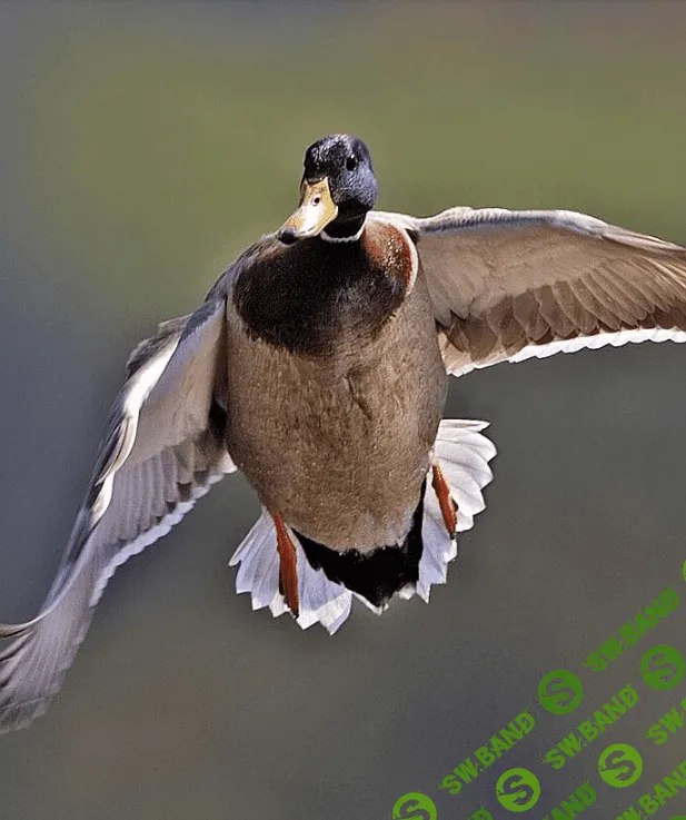 [Марк Пшеничнов] Болезни птиц - Полиморфоз птиц и его профилактика (2023)