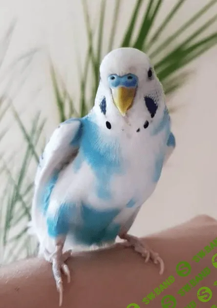 [Марк Пшеничнов] Болезни птиц - Сирингофилез птиц и его профилактика (2023)