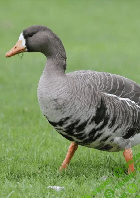 [Марк Пшеничнов] Болезни птиц - Стрептокароз птиц и его профилактика (2023)