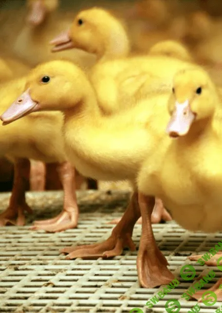 [Марк Пшеничнов] Болезни птиц - Тетрамероз птиц и его профилактика (2023)