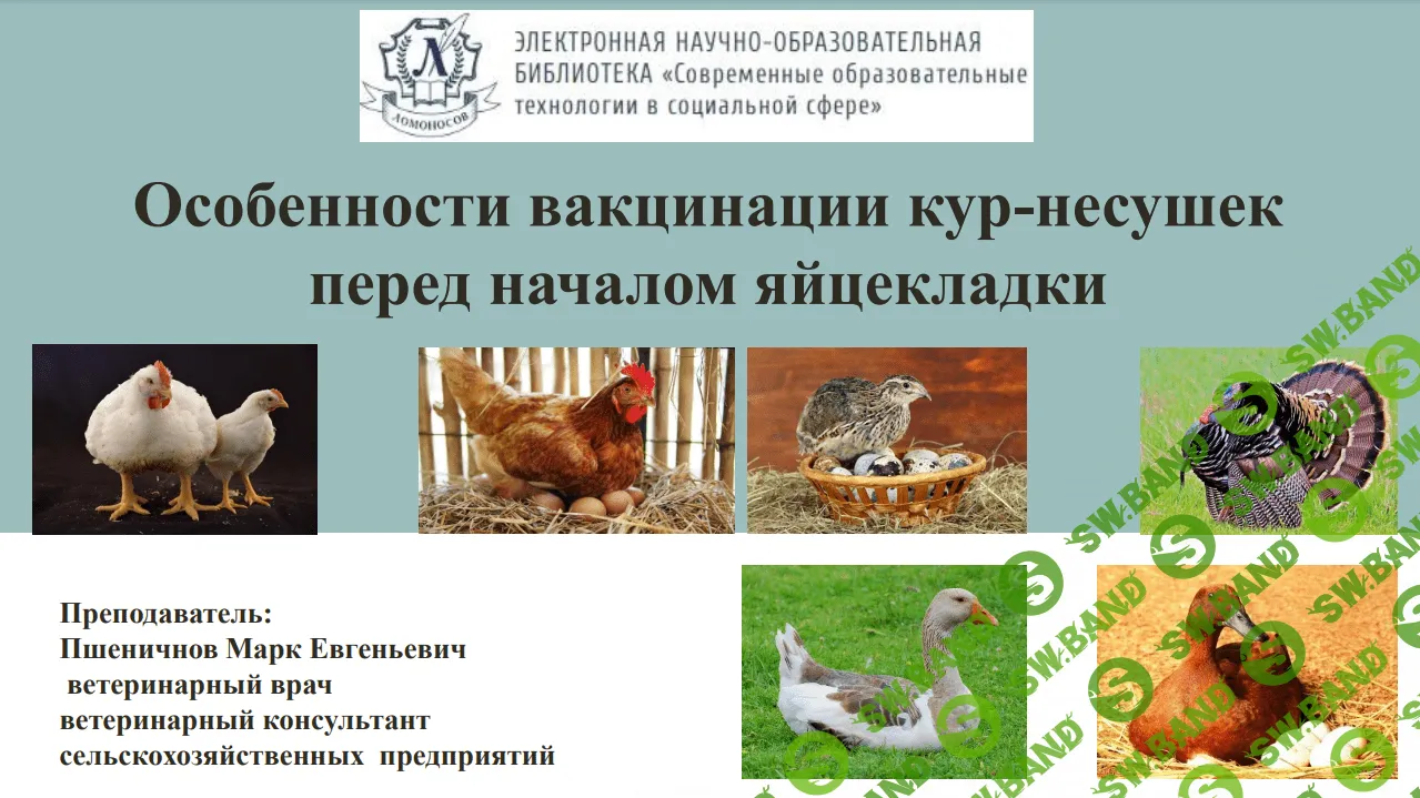 [Марк Пшеничнов] Особенности вакцинации кур-несушек перед началом яйцекладки (2023)
