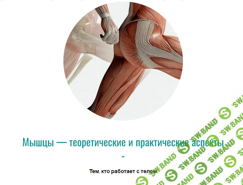 [Массажная школа Елены Земсковой, Константин Берман] Мышцы — теоретические и практические аспекты (2022)