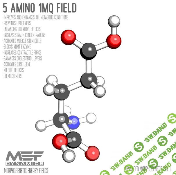 [MEF Dynamics] 5 Амино 1MQ (2023)