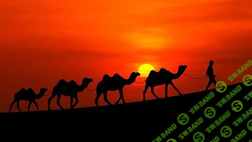 [Мэверик] 33 верблюда (2022)