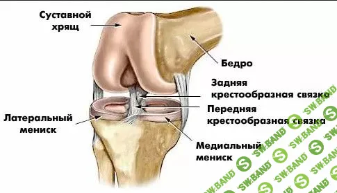 [Мирослав Кокош] Уверенная диагностика и правильная терапия. Коленный сустав (2022)