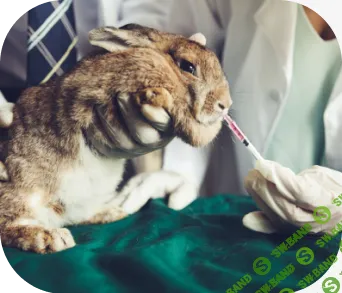 [Московская академия сельского хозяйства] Кролиководство. Дисциплины 1-4 из 10 (2024)