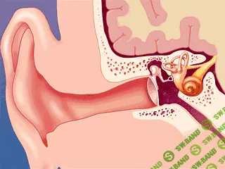 Музыка, которая возбуждает мозг