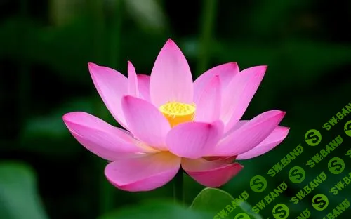 [Надежда Семененко] 8 недель женской осознанности (2018)