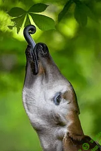 [Наталья Королева] Язык и шея