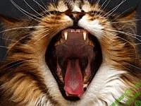 [Наталья Королева] Освобождаем нижнюю челюсть