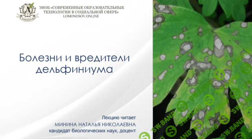 [Наталья Минина] Болезни и вредители дельфиниума (2022)