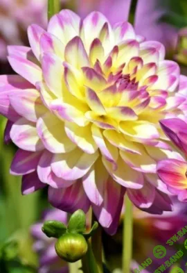 [Наталья Минина] Болезни и вредители георгины (2022)