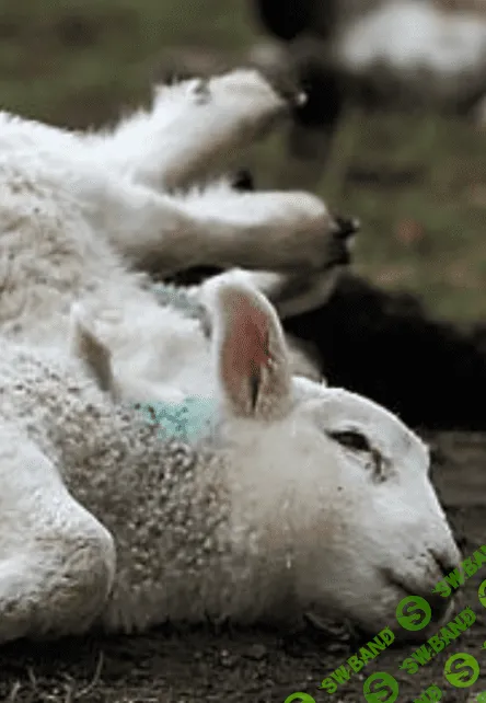 [Наталья Минина] Болезни животных, вызываемые вирусами (вирозы) (2022)