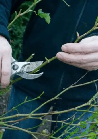 [Наталья Минина] Особенности обрезки роз (2022)