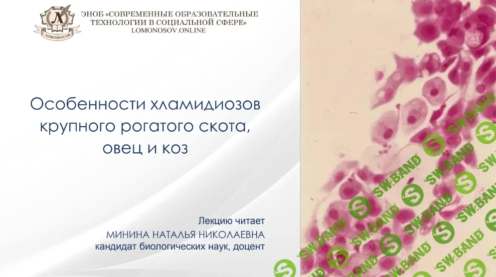 [Наталья Минина] Особенности хламидиозов крупного рогатого скота, овец (2022)