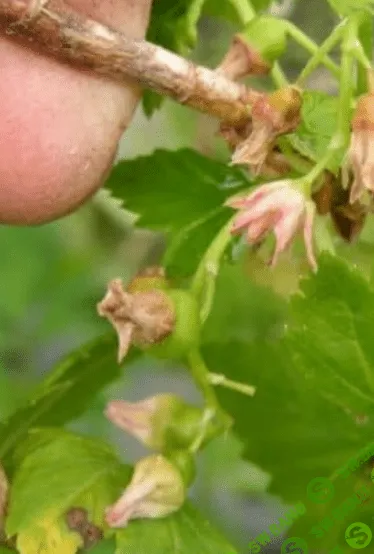 [Наталья Минина] Особенности защиты смородины и крыжовника от болезней и вредителей (2022)