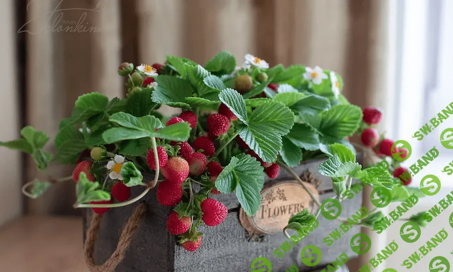 [Наталья Желонкина] Клубника из холодного фарфора (2022)