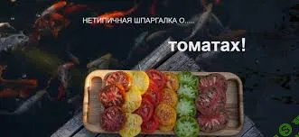 [Нетипичный Фермер] Нетипичная шпаргалка о томатах (2020)
