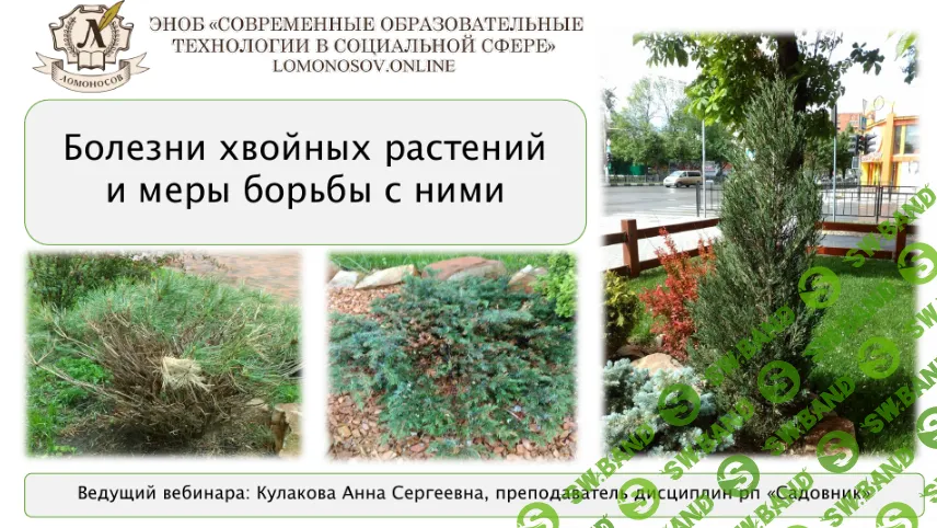 [НИИДПО] Болезни хвойных растений и меры борьбы с ними (2018)