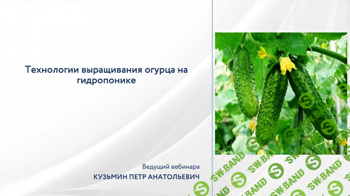 [НИИДПО] Технология выращивания огурца на гидропонике (2022)