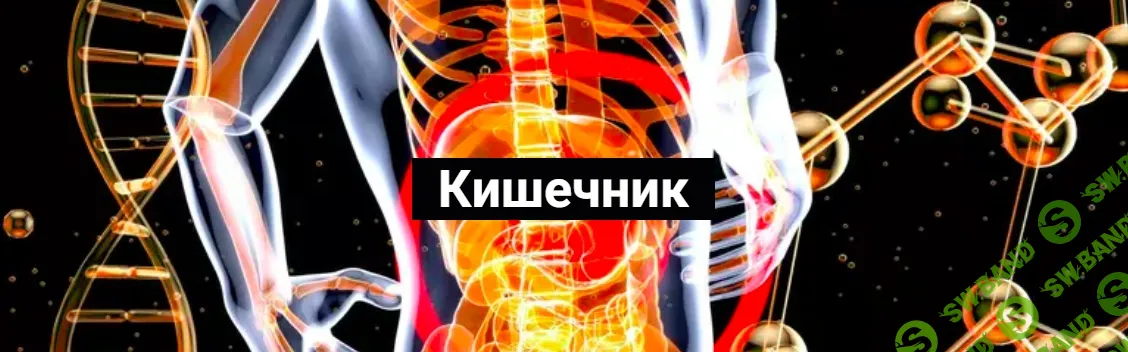 [Никита Истомин] Кишечник (2024)