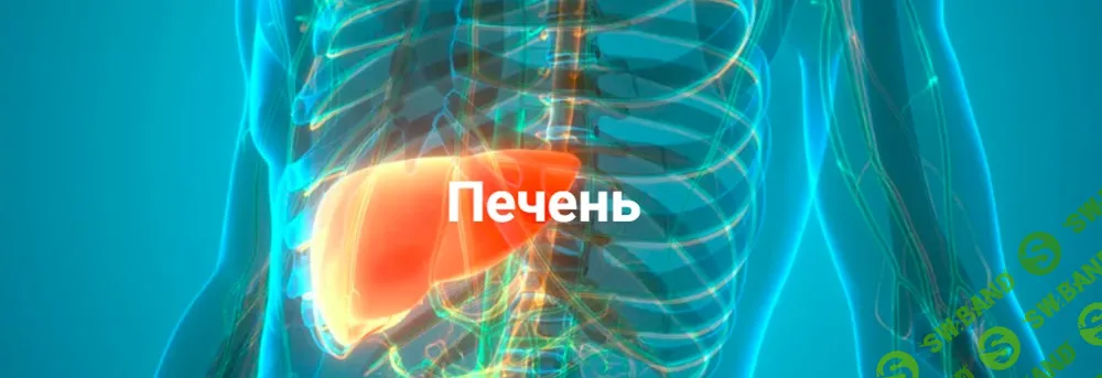 [Никита Истомин] Печень (2024)