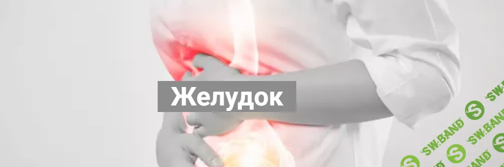 [Никита Истомин] Желудок (2024)