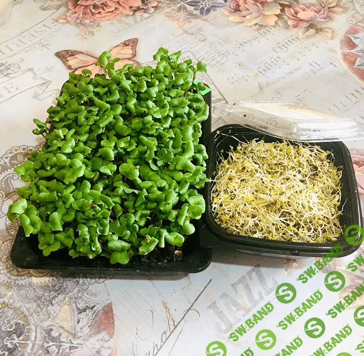 [Николай Сабзир] Микрозелень проростки, брокколи, редис (2020)