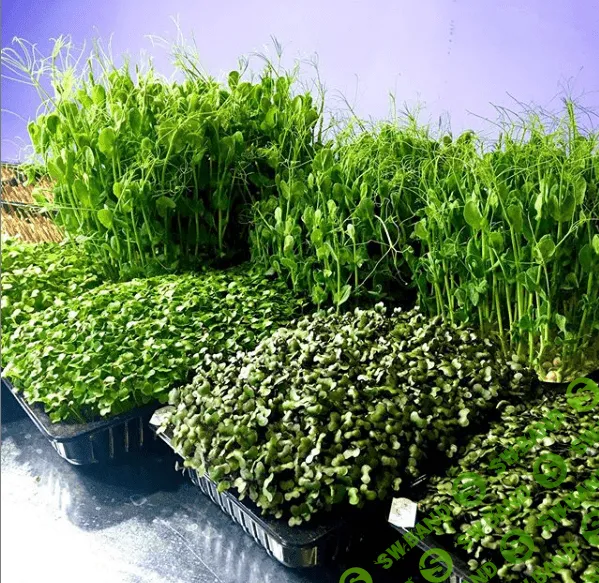 [Николай Сабзир] Организация и правильные продажи бизнеса микрозелени (2020)