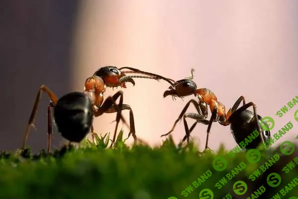 О чем говорят муравьи. Интерактивная научная лекция с элементами квиза для детей (7+) и их родителей [Прямая речь] [Тимур Чернов]