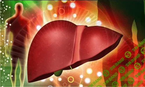 Очищение печени от А до Я