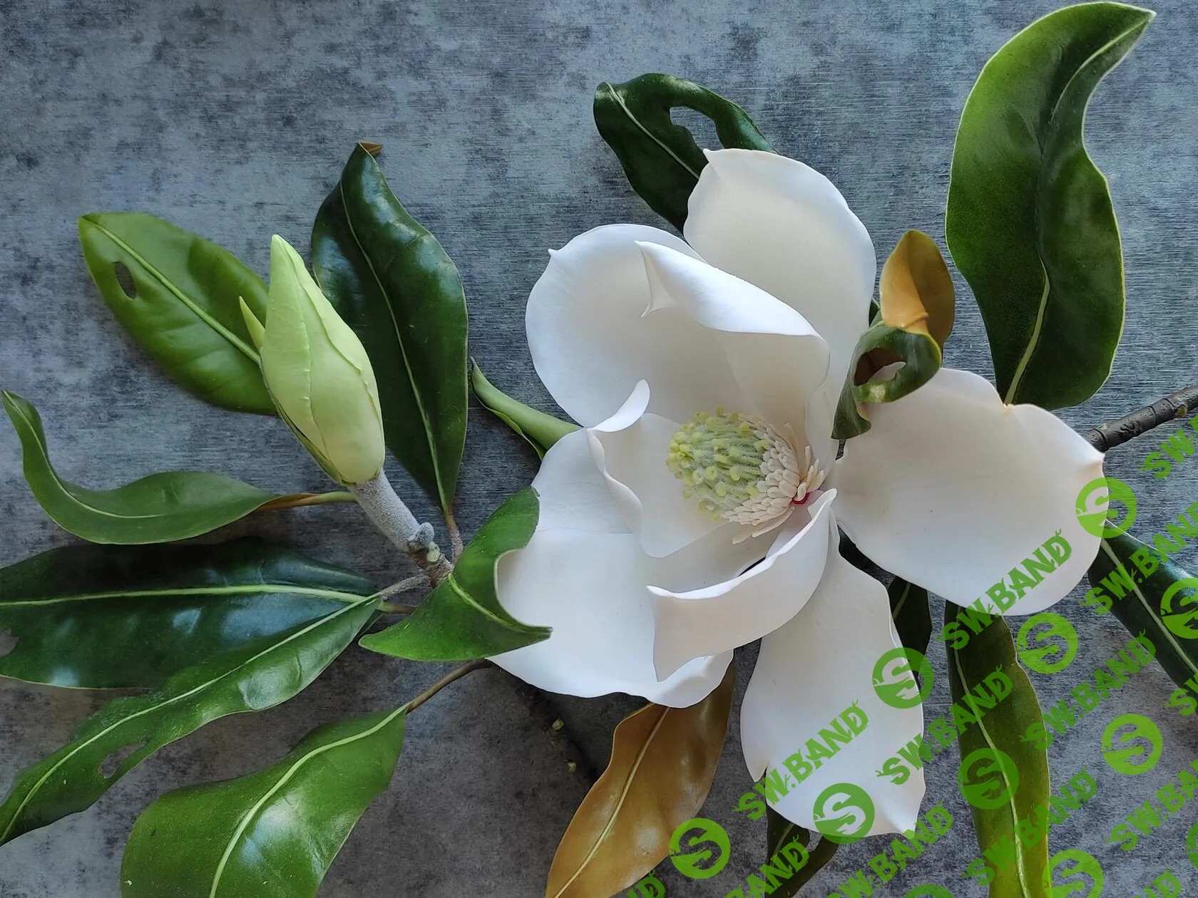 [Олеся Богданович] Магнолия (2022)