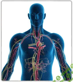 [Ольга Бутакова] Школа здоровья. Эндокринная система