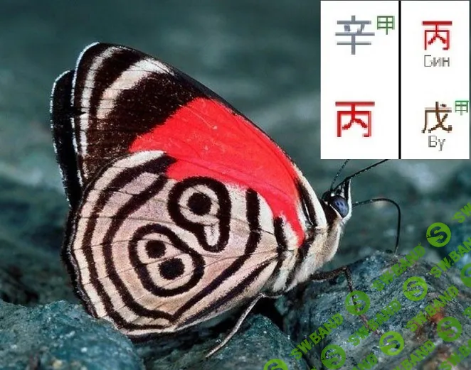 [Ольга Фандорина] Выбор профессии по Ци Мень. Вебинар 2 (2025)